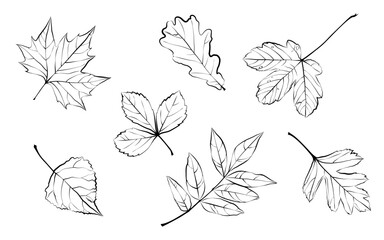 1577_Different autumn leaves in black and white colors isolated on white background