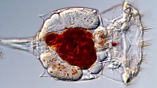 4K Ultra HD View of Rotifers in Freshwater