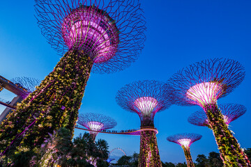 The stunning Supertree Grove at Gardens by the Bay illuminated in purple at night, showcasing...