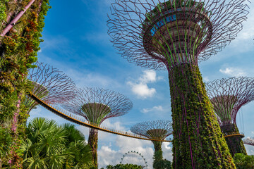 Fototapeta premium showcases the iconic Supertree Grove at Gardens by the Bay in Singapore, with the skywalk and vertical gardens bathed in warm evening light, symbolizing sustainability and urban green innovation.