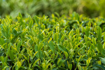 朝日に照らされる茶葉　静岡県掛川市
