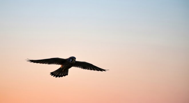 Common kestrel flying in a colorful sunset sky with copy space. - Powered by Adobe