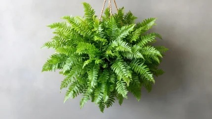 Fototapete Krankenhaus Lush green fern gracefully suspended against a neutral backdrop creating a soothing indoor garden  © RobertShuk