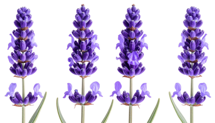 Four vibrant lavender flower spikes against a black background.  Each spike displays tightly clustered, deep purple florets atop light green stems