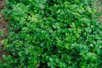 Green parsley leaves close-up. Natural background and texture.