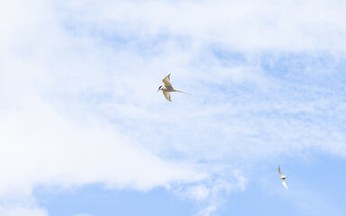 Flussseeschwalbe im Fliegen ,The common tern 