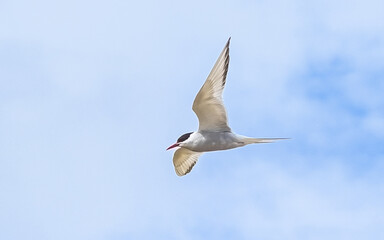Obraz premium The common tern (Sterna hirundo) in flight