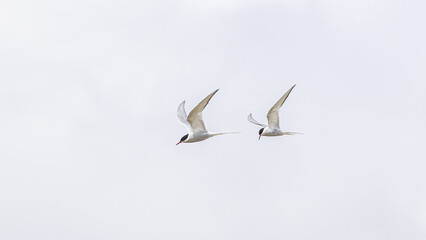 Obraz premium Flussseeschwalben im Fliegen, The common tern (Sterna hirundo) in flight