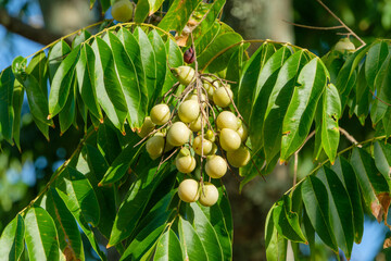 センダンの実と光沢のある緑の葉のクローズアップ