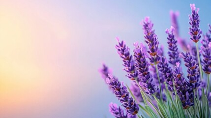 Obraz premium Beautiful Lavender Flowers with Soft Background at Sunrise or Sunset