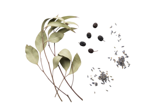 Brittle eucalyptus, shriveled elderberries, dried lavender on transparent, soft high-key light, minimalist flat lay still life, concept of natural decay and introspection