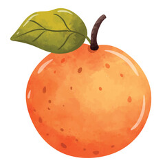 Orange vector, orange illustration, orange clip art, orange fruit clip art, hand drawn watercolor painting style illustration, isolated on white background