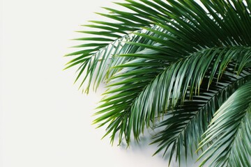 Fototapeta premium Lush green palm fronds sprawl across a minimalist white background, creating a vibrant, tropical feel