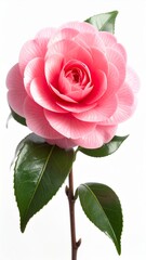 Close Up Pink Camellia Flower Blossom with Green Leaves Isolated on White Background