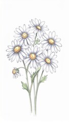 Fototapeta premium Detailed Daisy Flower Bouquet with White Petals and Yellow Centers on White Background