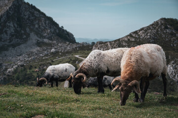 Obraz premium sheep in the mountains