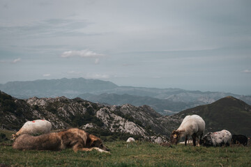 Fototapeta premium Sheeps in the mountains of asturias