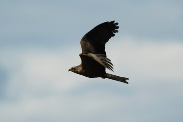Milan noir, Milvus migrans, Black Kite
