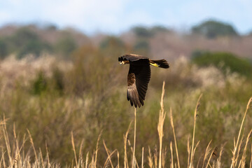 Busard des roseaux,Circus aeruginosus, Western Marsh Harrier