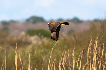 Busard des roseaux,Circus aeruginosus, Western Marsh Harrier