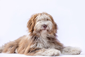 Bearded Collie dog studio portrait on white background