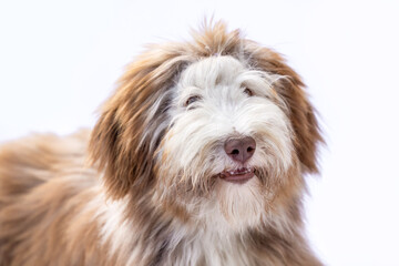 Bearded Collie dog studio portrait on white background