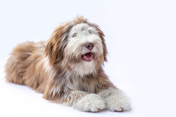 Bearded Collie dog studio portrait on white background