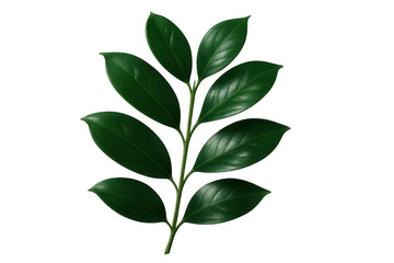 Obraz premium Green leafy branch photographed in studio setting, isolated on clear backdrop, emphasizing botanical detail and verdant freshness