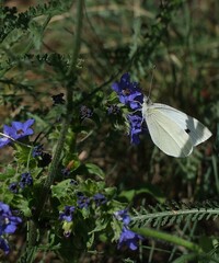 Close-up macro of a white butterfly actively feeding on purple wildflowers with wings partially open – pollinator behavior and vivid green background wallpaper.