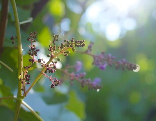 Close-up of budding purplish flowers on vine