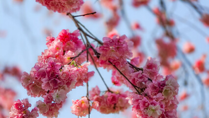 cherry blossom in spring
