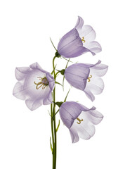Obraz premium Three delicate pale lavender bellflower blooms, translucent petals, crinkled, unfurled, clustered on a transparent background, soft studio light, concept of serene botanical fine art