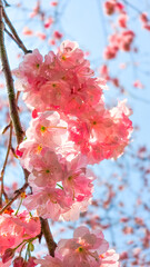 pink cherry blossom in spring