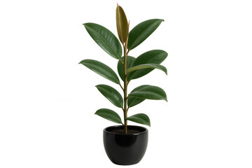 Potted rubber plant with shiny green leaves growing in a black ceramic pot, isolated on transparent background