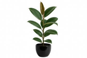 Potted rubber plant with shiny green leaves growing in a black ceramic pot, isolated on transparent background