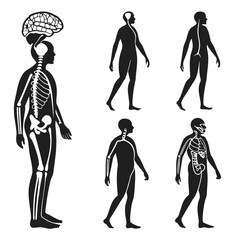 Collection of stylized human body silhouettes illustrating skeletal system nervous system and brain anatomy for medical and educational concepts