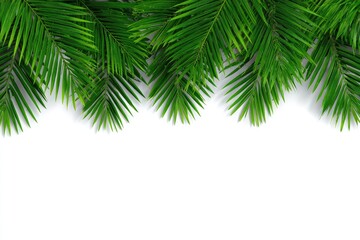 Lush green palm fronds arranged horizontally across a white background, creating a vibrant tropical border