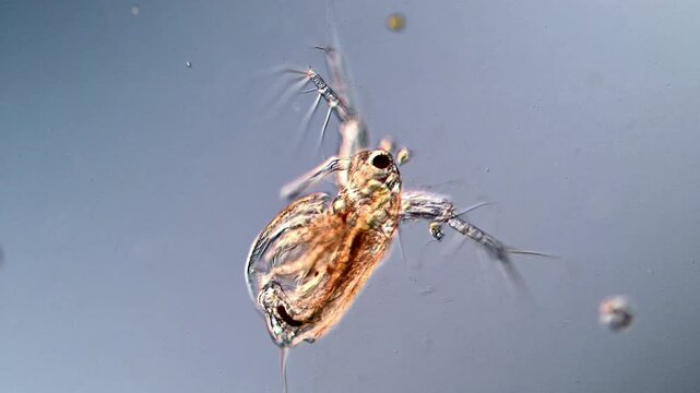 Stunning 4K Video of Water Flea Swimming Microscope View