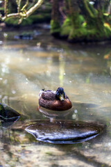 A male mallard duck floats calmly on water