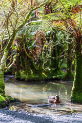 A male mallard duck swims in a shaded forest stream surrounded by moss-covered trees and ferns