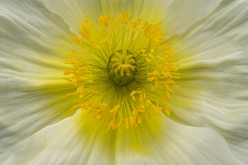 a macro closeup of a poppy 