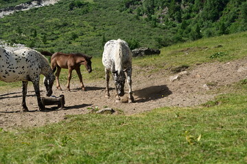 Fototapeta premium Stuten mit Fohlen auf einer Bergweide am Salzleckstein