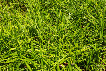 Close-Up of Ginger Crop Field in Africa, Organic Farming of Zingiber officinale