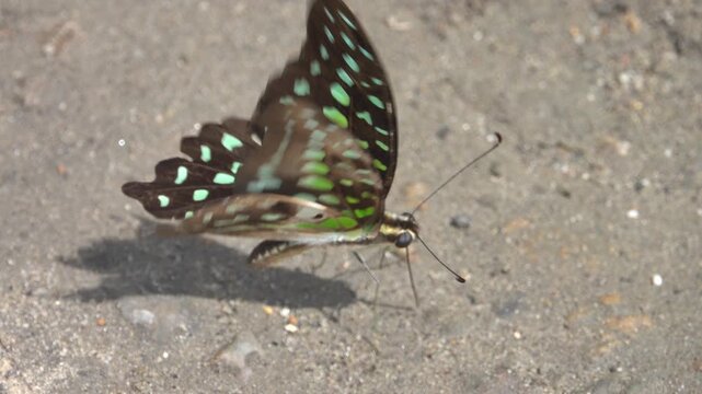 Linnaeus swordtail (Graphium agamemnon) drinks water and gets trace elements on a sandy river beach, Mountainous rainforest on Borneo island, Malaysia. January