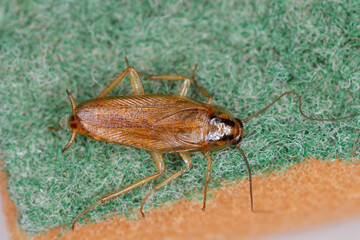 An adult, winged specimen on a dishwashing sponge in the kitchen. German cockroach, Blattella germanica.