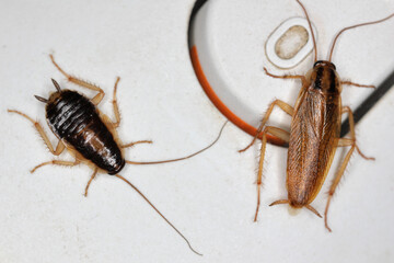 Nymph, larva, and winged adult insect of German cockroach (Blattella germanica) on the electric kettle in the kitchen.
