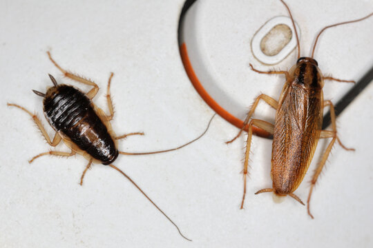 Nymph, larva, and winged adult insect of German cockroach (Blattella germanica) on the electric kettle in the kitchen.
