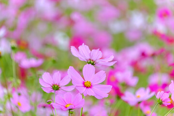 Fototapeta premium 秋風に揺れるピンク色のコスモス畑