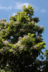 Fototapeta premium Catalpa tree with white flowers in june month in park