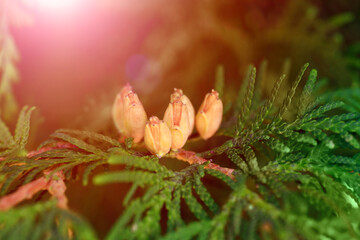 Horizontal photo of green thuja branches with golden cones touched by a warm sunlight beam. Suitable for themes of botany, gardening, health, wellness, ecology, nature, and decoration.